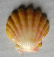 Bractechlamys langfordi (Dall, Bartsch & Rehder, 1938) Sunrise Shell (Mušle východu slunce)